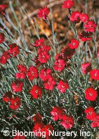 Dianthus 'Red Devil'